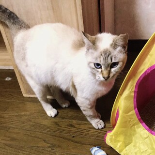 人懐こくてブルーの目がきれい