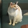 野生のエルザ
