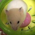 ゴールデンハムスター の里親募集