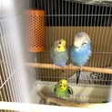 セキセイインコの雛三匹と両親二匹