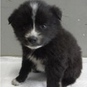 団体様より引き出し。子犬♀375