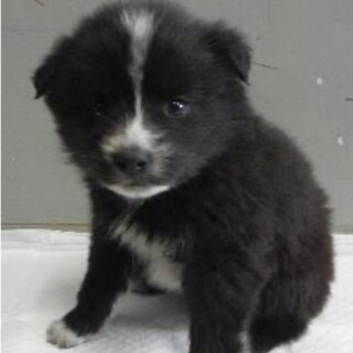 団体様より引き出し。子犬♀375