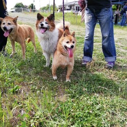 東松山コン太の会譲渡会