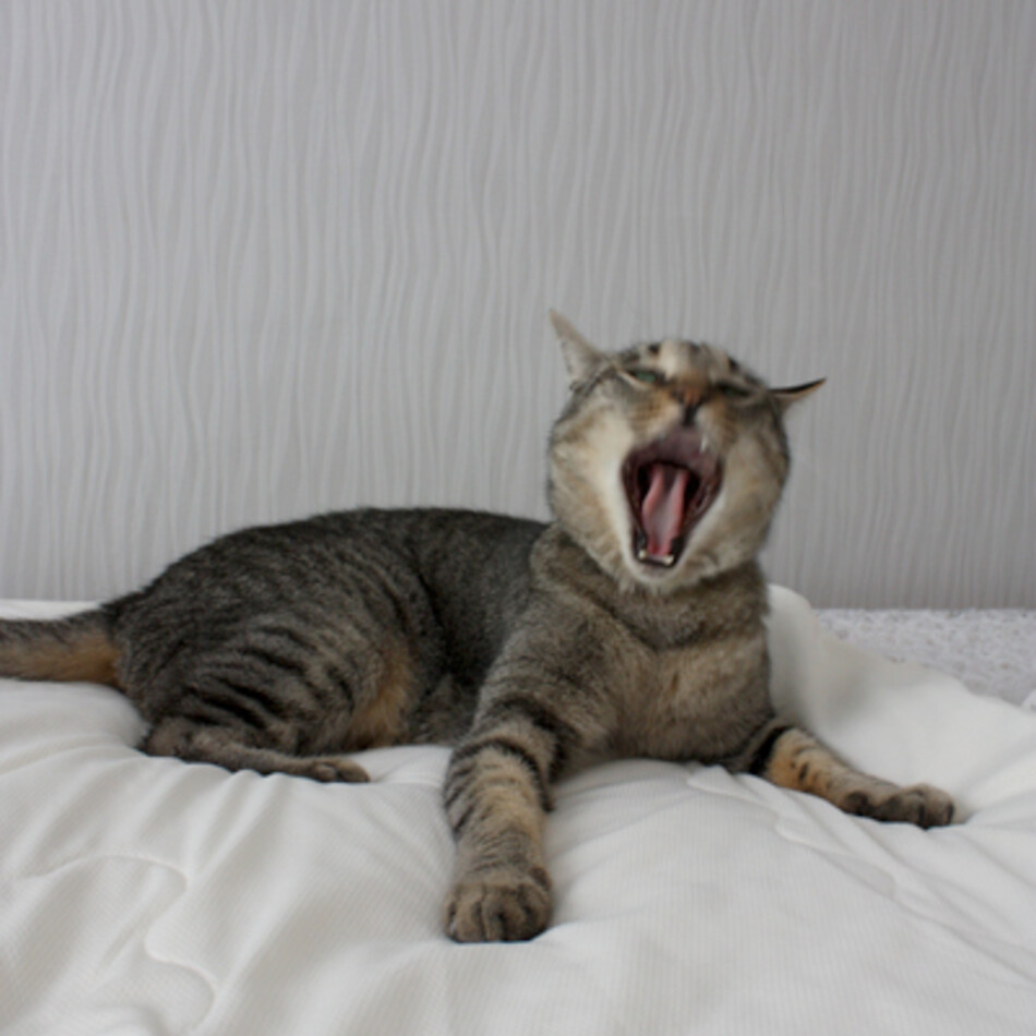 ときわのカバー写真