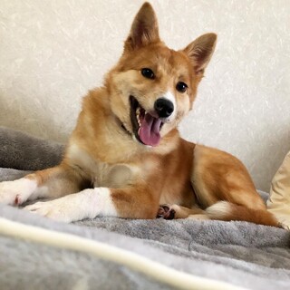 小柄なイケメン『たくま』野犬にも家族を！