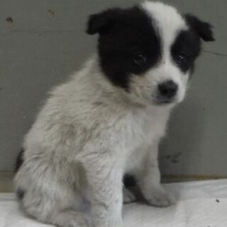 団体様より引き出し。子犬♀377