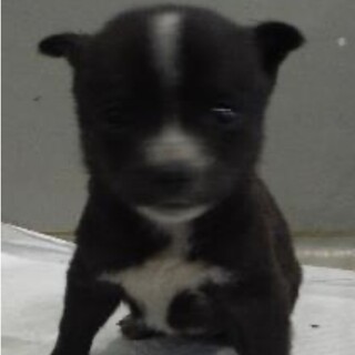 団体様より引き出し。子犬♀378