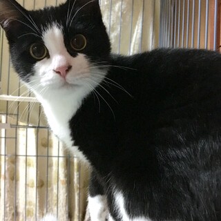 【トライアル決定】ハチワレ子猫♂