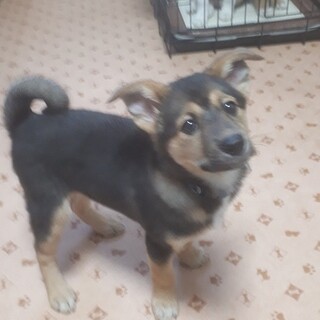 ♪シェパード風な容姿で明るいボブくん♪