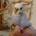 セキセイインコ　一時募集終了します