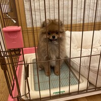 こまめ