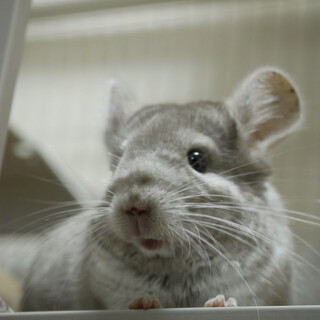 応募多数のため〆切