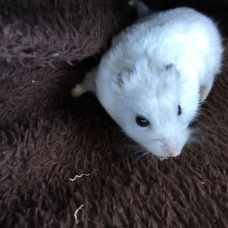 ジャンガリアンハムスター