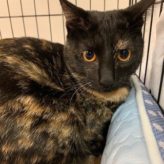 【里親決定！】リブ♡スフィンクスの様な異色