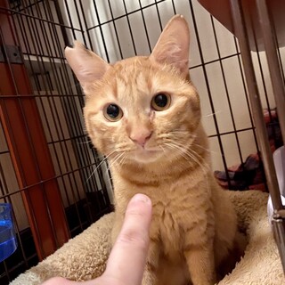 ハンサム茶トラブラザーズのチビ茶くん