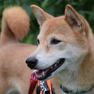 他犬猫人に温厚、言葉理解度高い