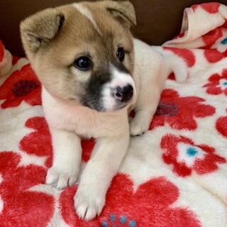 里親さま決まりました☆