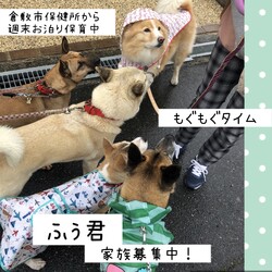 「倉敷っ子ふぅ君のお泊り保育二日目→譲渡決定！」サムネイル1