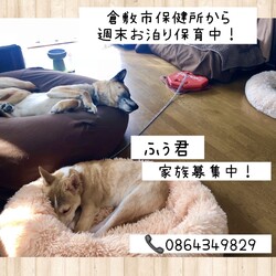 「倉敷っ子ふぅ君のお泊り保育二日目→譲渡決定！」サムネイル2