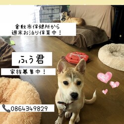 「倉敷っ子ふぅ君のお泊り保育二日目→譲渡決定！」サムネイル3