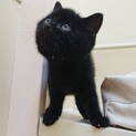 １月生まれ可愛い黒猫の子猫