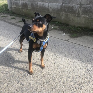 元気いっぱいミニピン♂