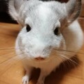 チンチラ(小動物)里親さま募集