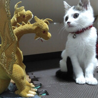 ふーた