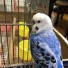 まなみz