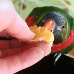 ゴシキちゃんはミカンが大好き