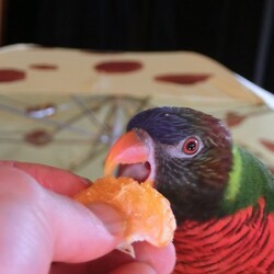 「ゴシキちゃんはミカンが大好き」サムネイル2