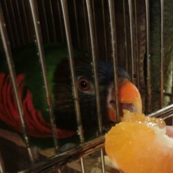 「ゴシキちゃんはミカンが大好き」サムネイル3