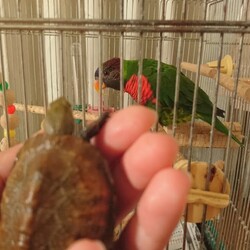 ゴシキとイシガメ