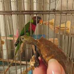 「ゴシキとイシガメ」サムネイル2