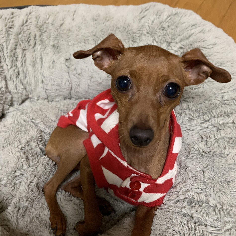 らむのカバー写真