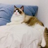 少し大きいです