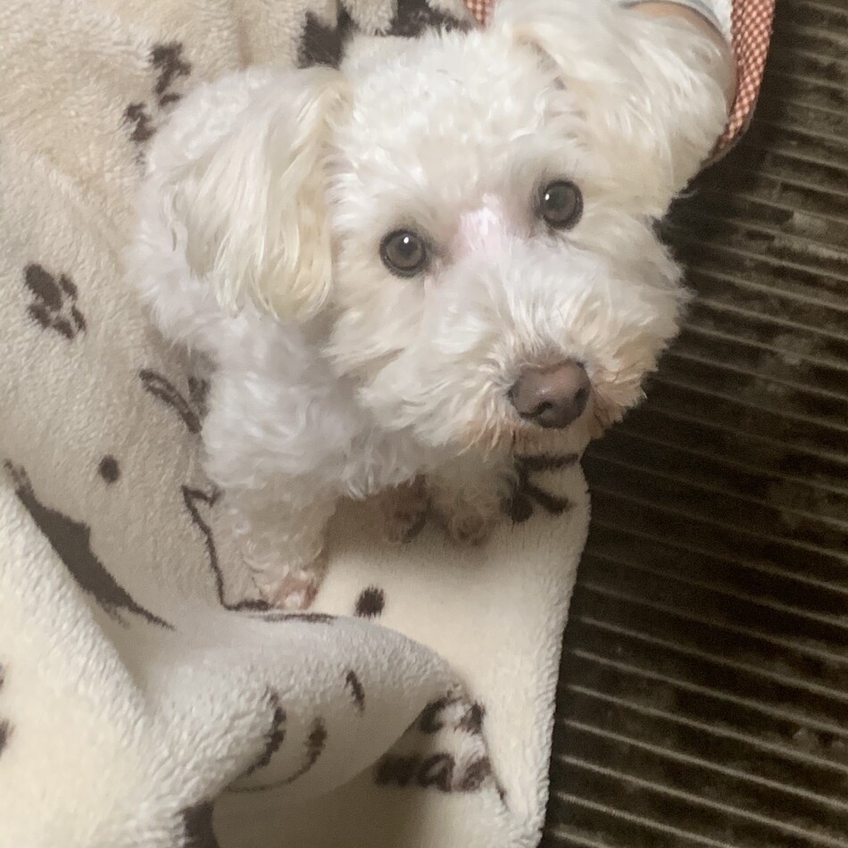 もかのカバー写真