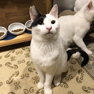 <サバイバーズ>シオンくん