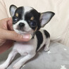 一目惚れした写真