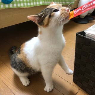 スペシャルなたれぱんだ★おこげ★マンチカン１歳