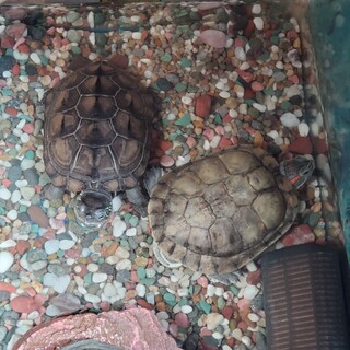 ミドリガメとニホンガメの亀二匹をお譲りします