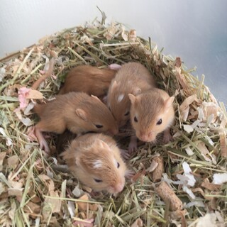 カラージャービル