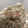 カラージャービル サムネイル2