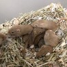 カラージャービル サムネイル3