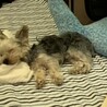 ただいま！嫌だった例の仕事辞めました！ヽ(´▽｀)/精神から体壊す事って本当にありますね…
