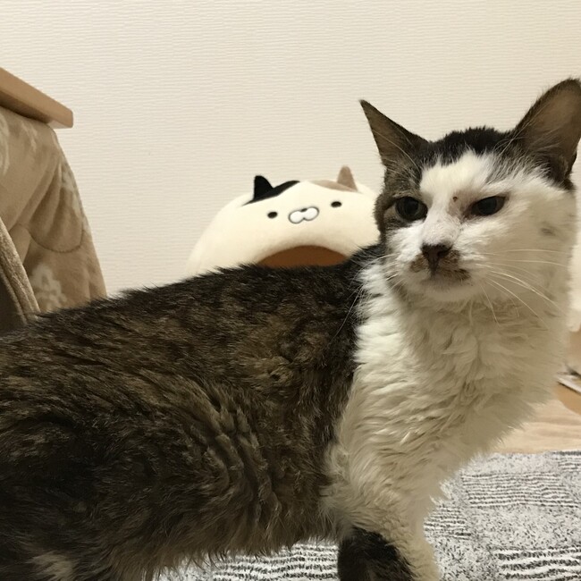 柊小夜子支援会のカバー写真