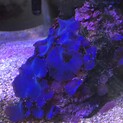デバスズメ・ディスクコーラルなど