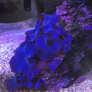 デバスズメ・ディスクコーラルなど