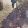 デバスズメ・ディスクコーラルなど サムネイル2