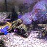 デバスズメ・ディスクコーラルなど サムネイル3